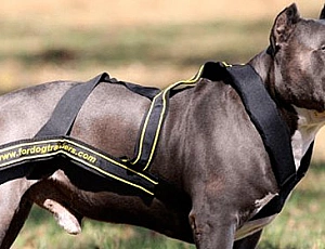 Top 5 des marques de harnais pour chiens