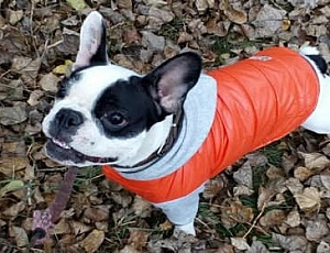 Les 15 meilleures marques de vêtements pour chiens sur AliExpress