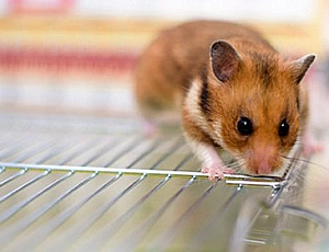 10 meilleures cages pour hamsters