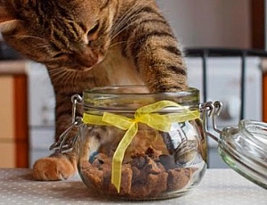 10 melhores guloseimas para gatos