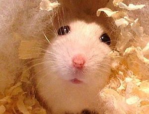 5 Best Hamster Litters