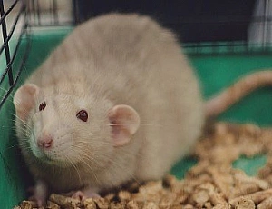 5 best litters for rats