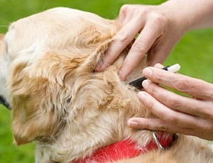 10 Best Tick Drops for Dogs