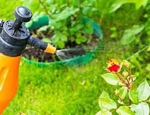 10 melhores remédios para ácaros