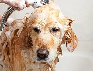 20 melhores shampoos para cães