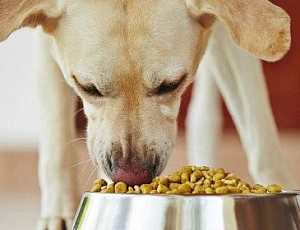 10 melhores alimentos para cães idosos