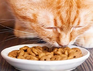 Os 5 melhores alimentos medicinais para gatos