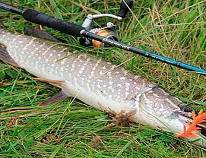 10 best spinning rods for pike