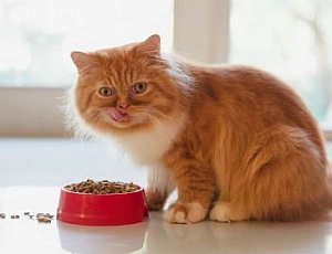 15 melhores alimentos secos para gatos