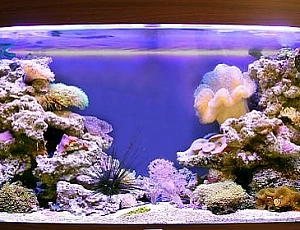 Top 10 Aquarium Manufacturers