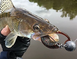 10 best silicone lures for zander