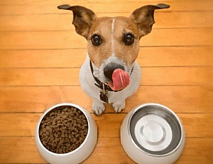 Os 10 melhores alimentos para Jack Russell Terrier