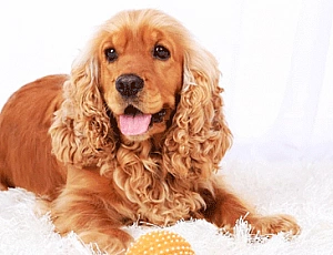 10 melhores alimentos para cocker spaniel