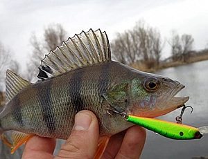 10 best wobblers for perch