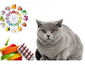 10 melhores vitaminas para gatos