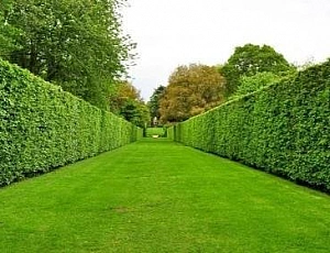 10 best hedge plants