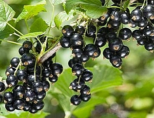 10 best blackcurrant varieties for the Moscow region