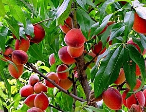 10 best varieties of peach for the Moscow region