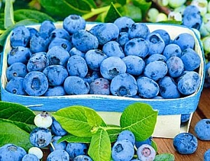 10 best blueberry varieties for the middle lane