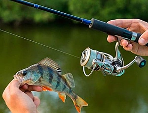 10 best perch spinning rods