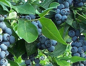 10 best varieties of blueberries for the Moscow region