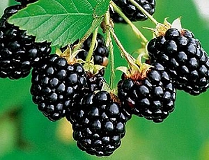 10 best blackberry varieties for the middle lane