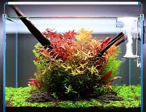 20 Best Aquarium Products from Aliexpress