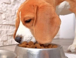 10 Best Grain-Free Dog Foods