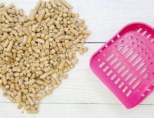 The 10 Best Wood Cat Litter of 2021