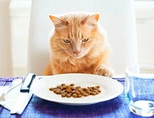 10 melhores alimentos para gatos sem grãos