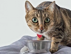 Best cat food - Royal Canin, Proplan or Monge?