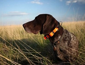 10 Best GPS Tracker Dog Collars for Hunting