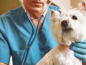 5 best veterinary clinics in Minsk