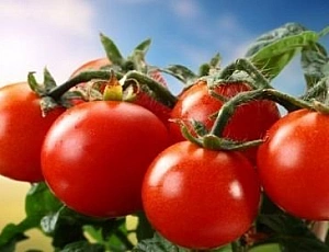 10 meilleures variétés de tomates pour l'Oural