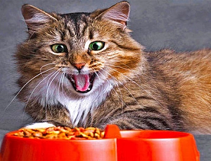 10 Best Russian Cat Foods