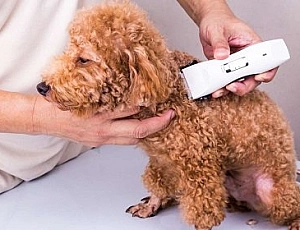 5 best poodle clippers